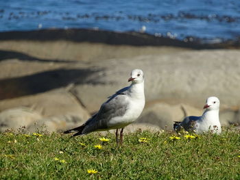 Seagull perching on a land