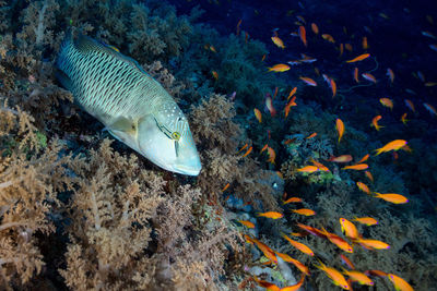 Close-up of fish swimming in sea