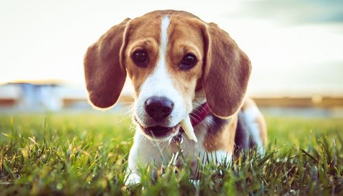 Portrait of dog on field