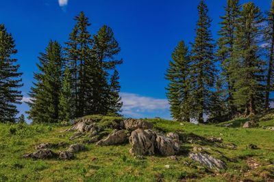 Pine trees in forest against blue sky