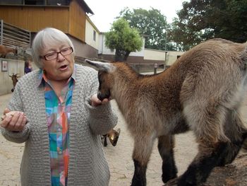 Senior woman petting goat