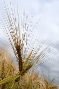 Close-up of stalks in field against sky