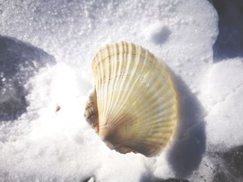 Close-up of seashell