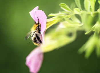 Close-up of bee pollinating on purple flower
