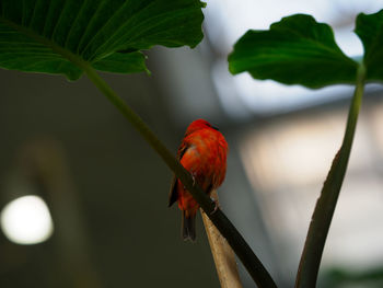 Close-up of bird perching on branch