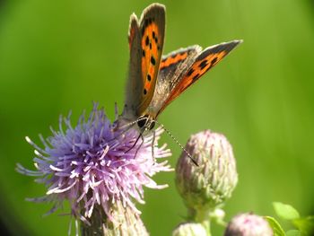 Close-up of butterfly pollinating on purple flower