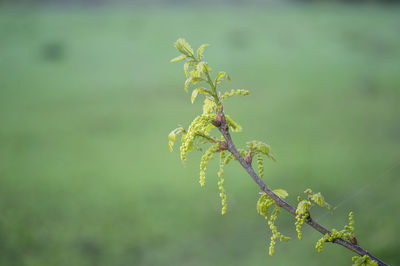 Close-up of yellow flowering plant