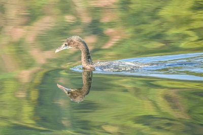 Side view of a duck swimming in lake