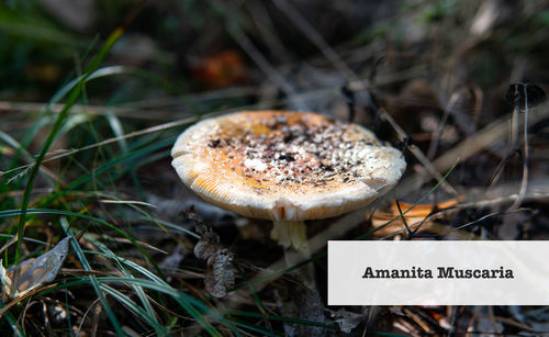 Close-up of mushroom growing on field