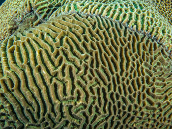 Full frame shot of coral in sea