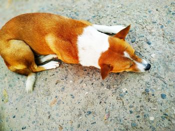 High angle view of dog sleeping