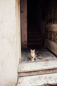 Portrait of cat sitting on wall