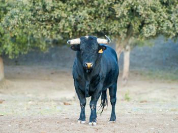 Cow on field