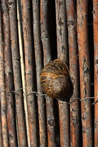 Close-up of snail on wood