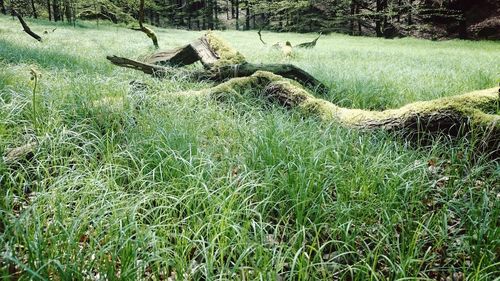 Trees on grassy field