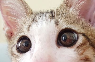 Close-up portrait of cat