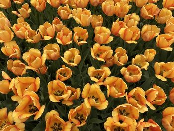 Full frame shot of yellow tulips