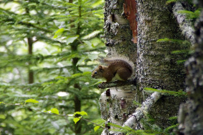 View of an animal on tree trunk