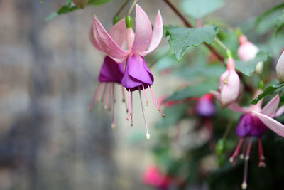 Close-up of pink flowering plant