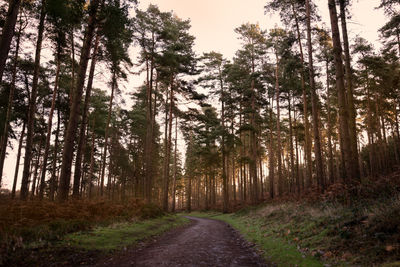 Road amidst trees in forest