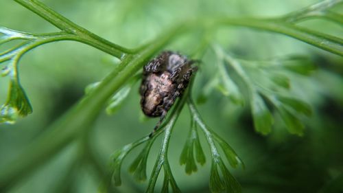 Close-up of insect on plant