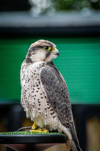 Close-up of a bird