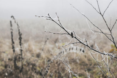 Close-up of dried plant on snow covered field