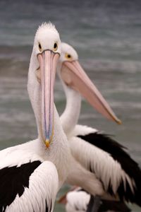 Close-up of pelican