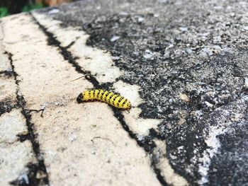 High angle view of insect on yellow leaf