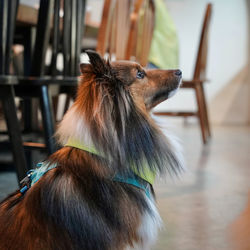 Close-up of dog waiting his owner