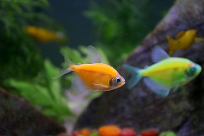 Close-up of fish swimming 