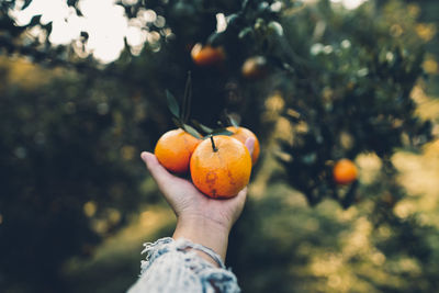 Close-up of hand holding orange