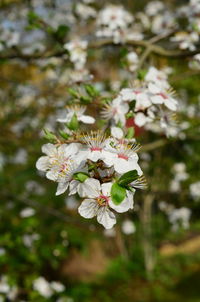 Close-up of white flowering plant