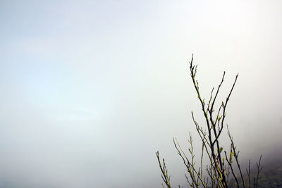 Close-up of tree against sky