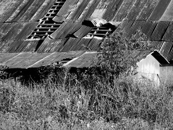 Plants growing in front of house
