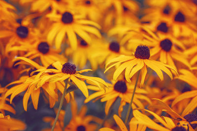 Beautiful dreamy magic yellow rudbeckia hirta black-eyed susan sunflower flowers background