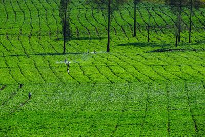 Scenic view of agricultural field in forest