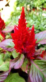 Close-up of red flowers