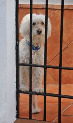 Portrait of dog looking through wall