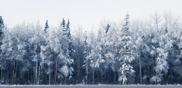 Snow covered trees in forest