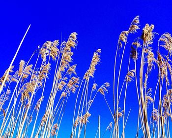 Low angle view of blue sky at night