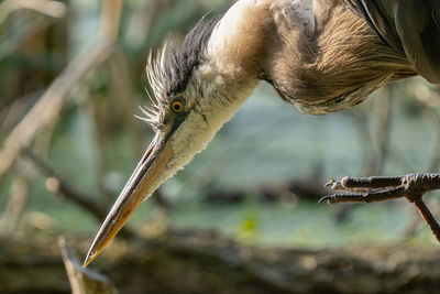 Blue heron gets a profile close up on a sunny day in the everglades