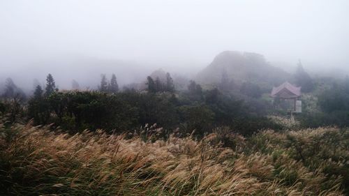 Trees on landscape against sky
