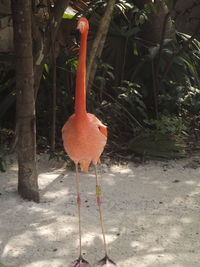 View of bird on land