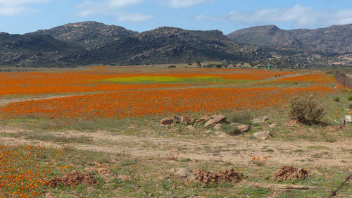 Scenic view of landscape against mountain range