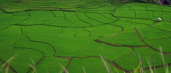 Full frame shot of agricultural field