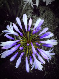 Close-up of purple flower