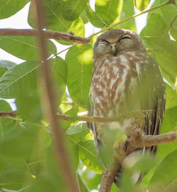 Close-up of bird perching on tree