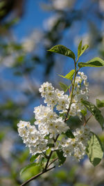 Close-up of white flowering plant