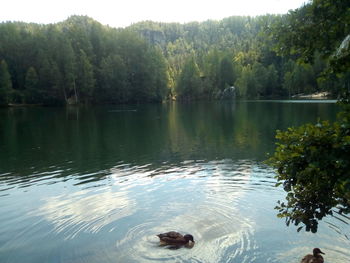 View of ducks swimming in lake